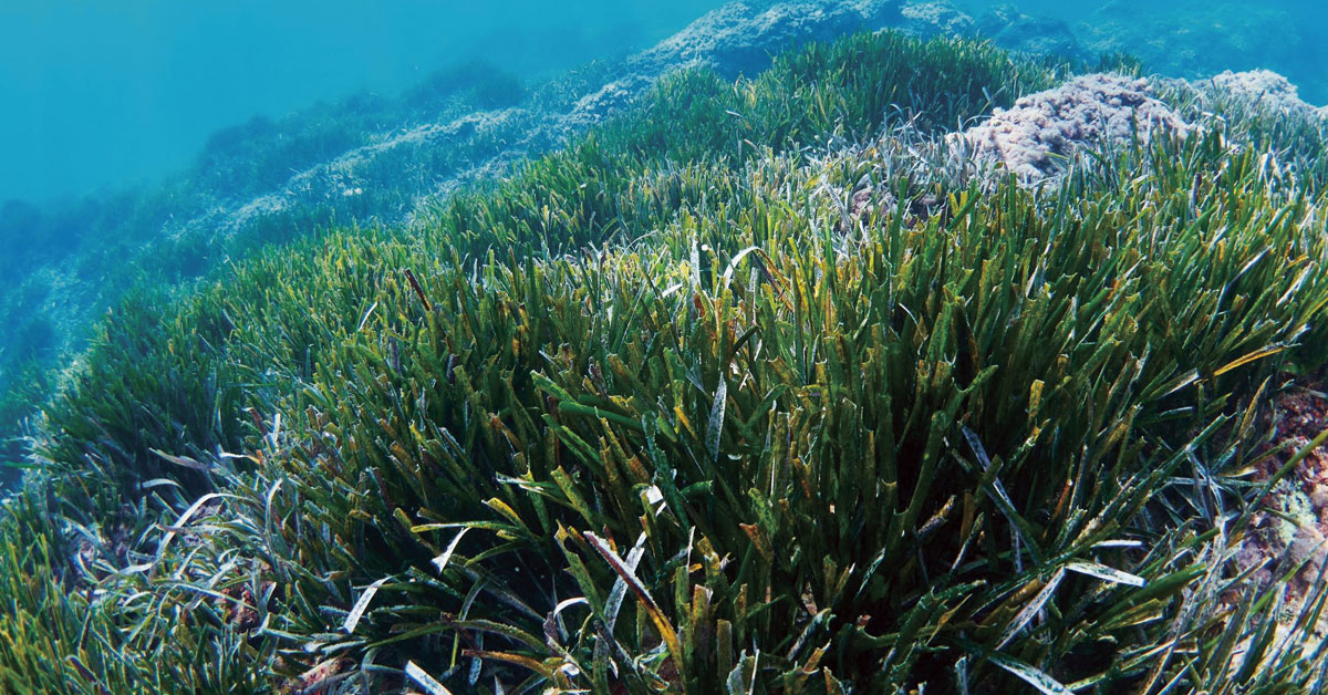 banco de posidonia de ibiza